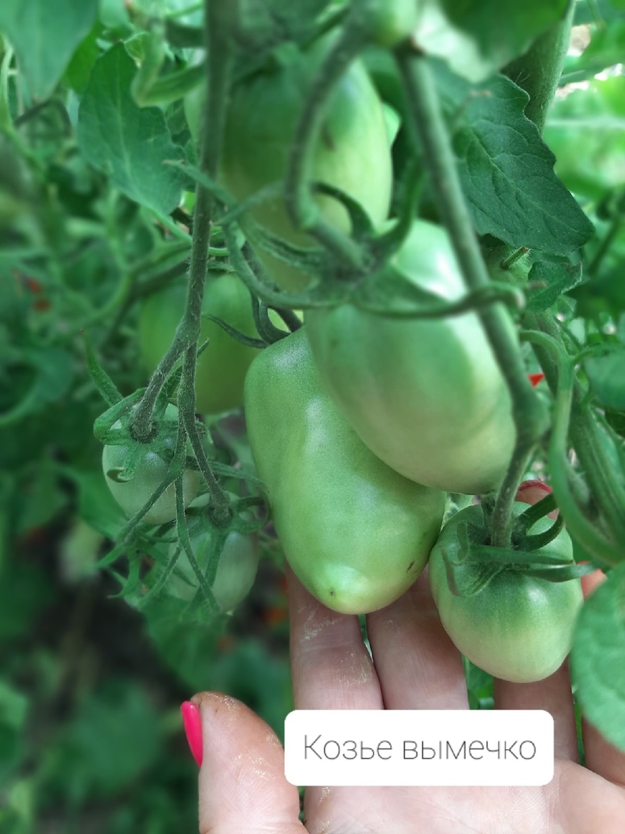 Как цветут помидоры. Для завязывания томатов. Препарат для завязи томатов в теплице. Томатон 1мл ортон. Высокорослые помидоры в открытом грунте.