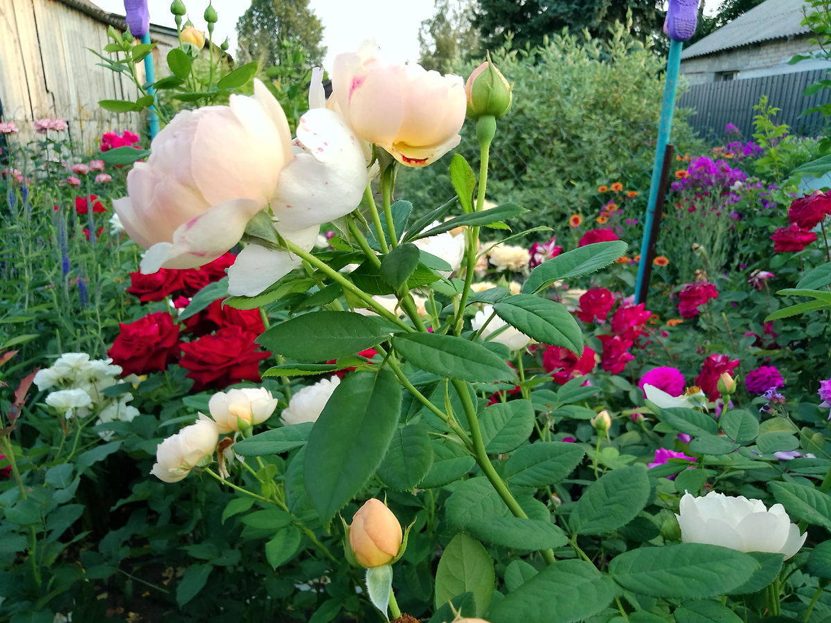 Воллертон олж Холл