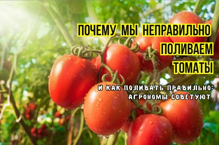 Полив томатов: 3 неявные ошибки замедляют налив, ведут к растрескиванию и вершинной гнили. И урожайность снижают. И как поливать правильно