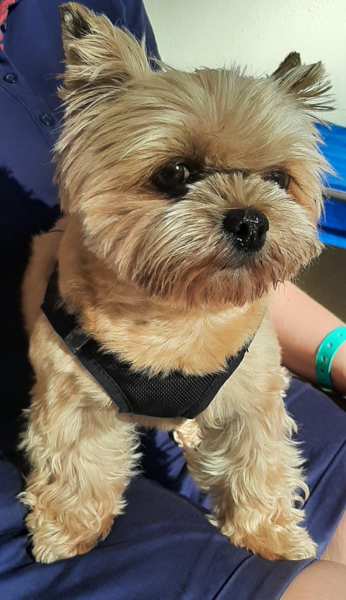 Прибежала и села на руки