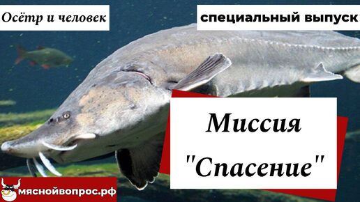 Осетр и человек. Миссия 