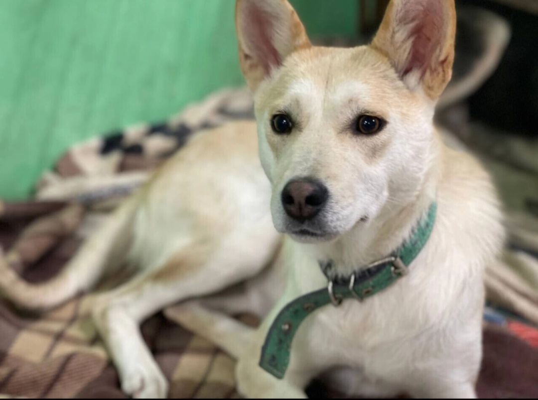 Ах, эти грустные глаза! Вся печаль мира в них.