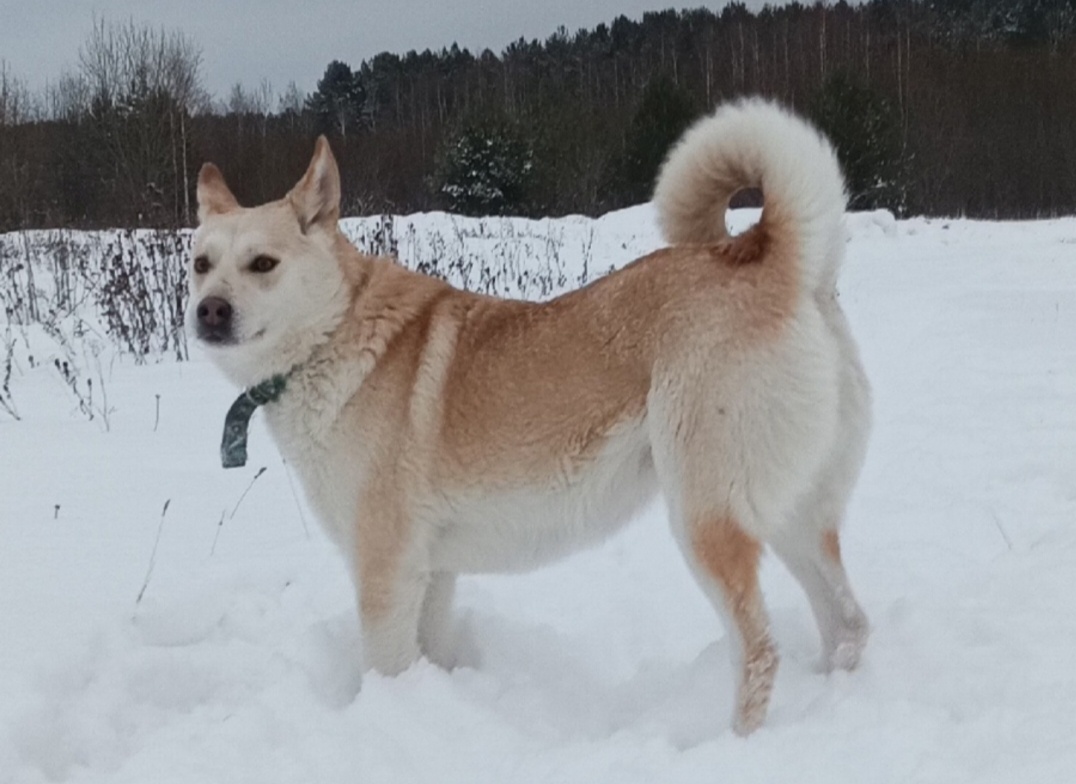 Хороша! Одна из первых красавиц приюта. Хотя все наши хвостики невероятно очаровательны.