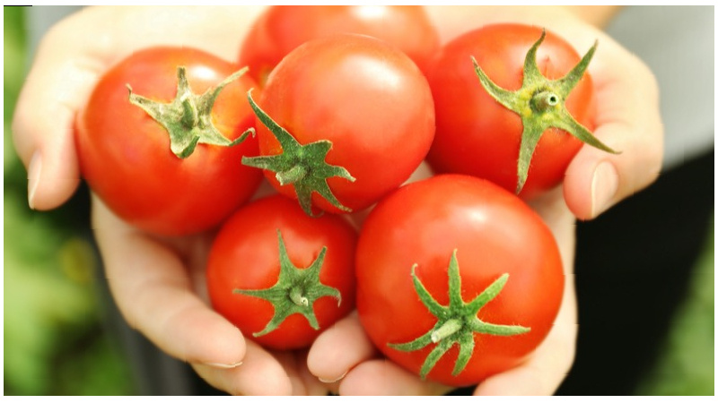  Много дачников ломают голову над тем, в чем секрет обильного урожая помидоров. 
