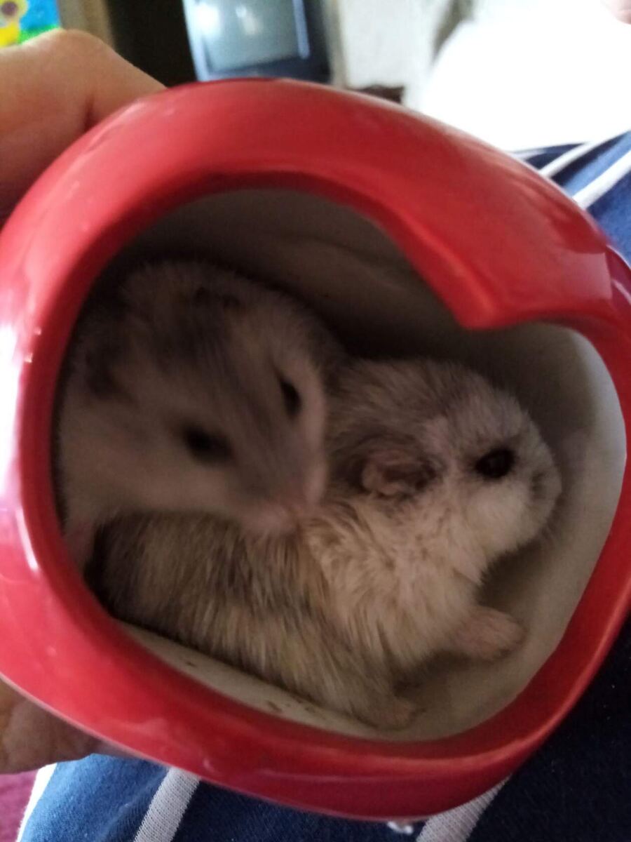 Миша и Ариша в своем любимом домике