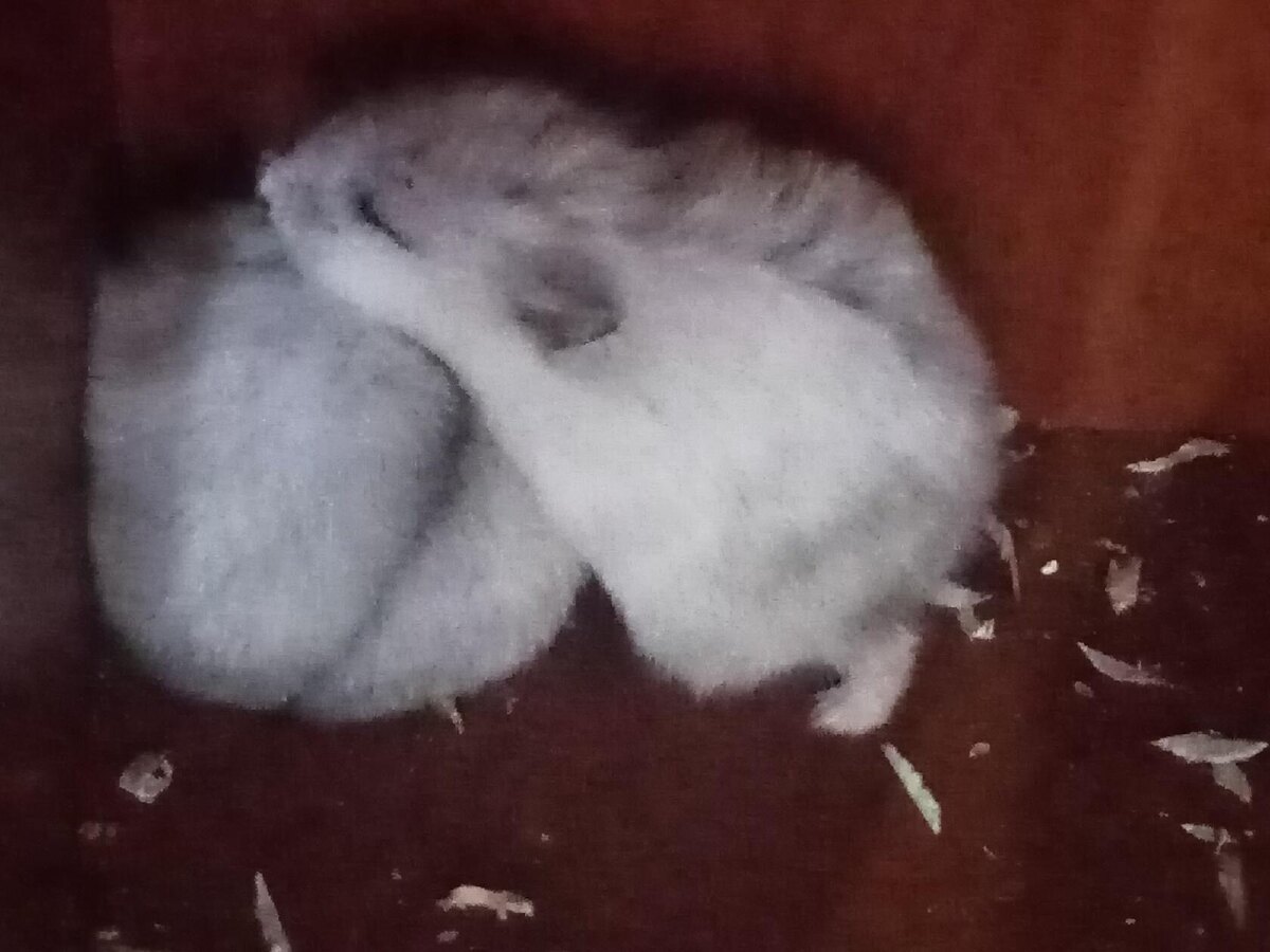 Миша и Ариша спят на моем письменном столе