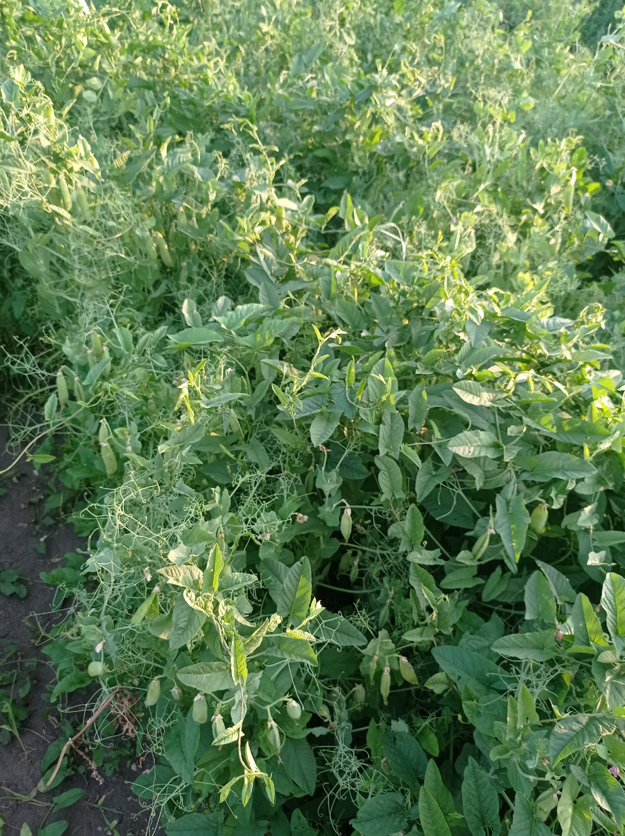 Берёзка чувствует себя в безопасности. Горох сейчас не прополешь. 