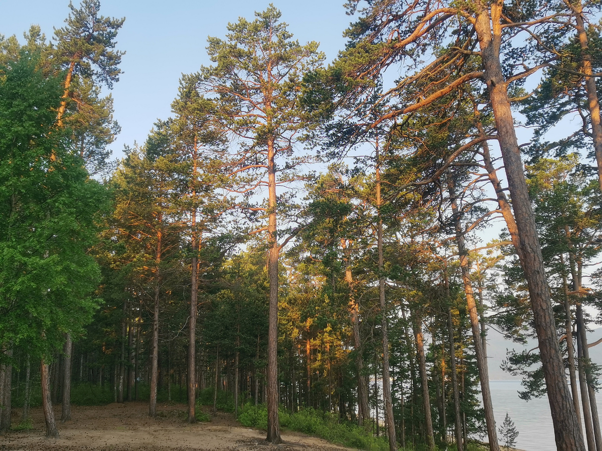 Утреннее солнце позолотило верхушки сосен. Фото автора канала 
