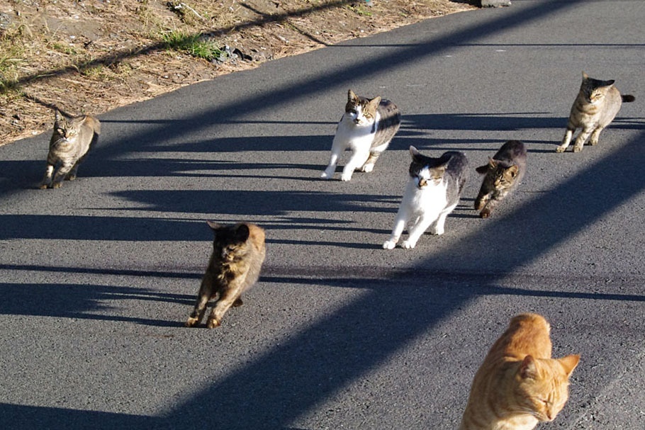 Котиные бега