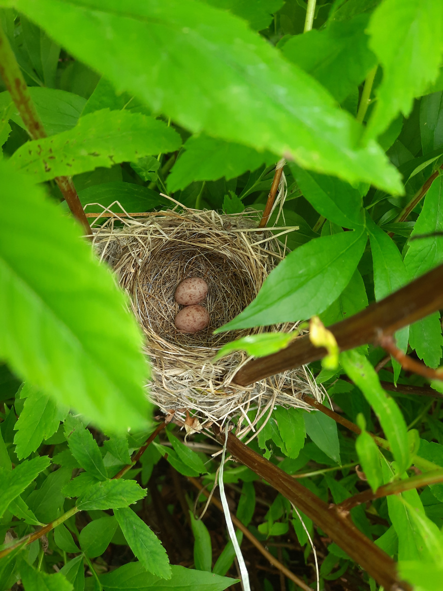 Воробьиное гнездо