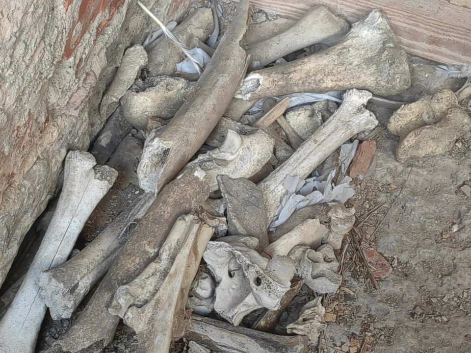    Кости монахов, найденные в Никольском монастыре, будут храниться в отдельной костнице при храме. По сути, тут все стоит на костях — Ладога основана в середине VIII века. Юлия АНДРИЕНКО