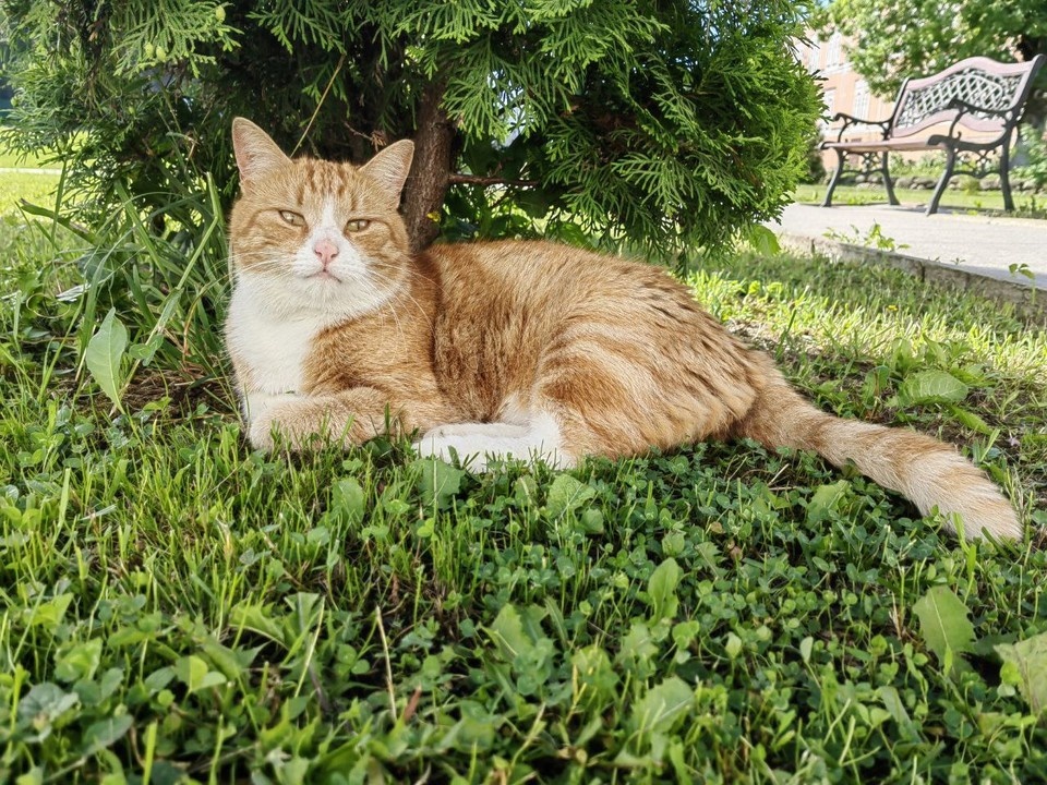    Котики при монастырях - вальяжные и спокойные, будто познавшие дзен. А вот собакам сюда нельзя. Юлия АНДРИЕНКО