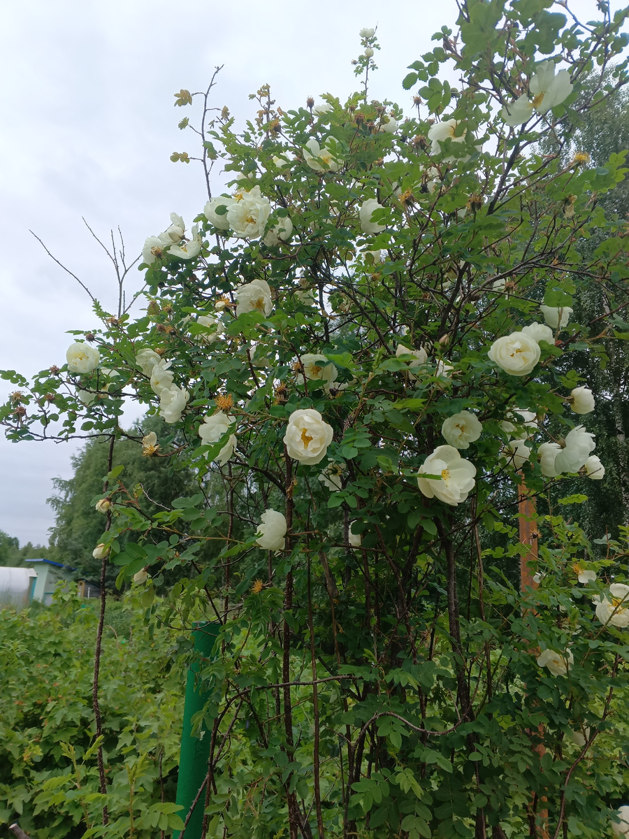 фото автора: цветет дачный куст