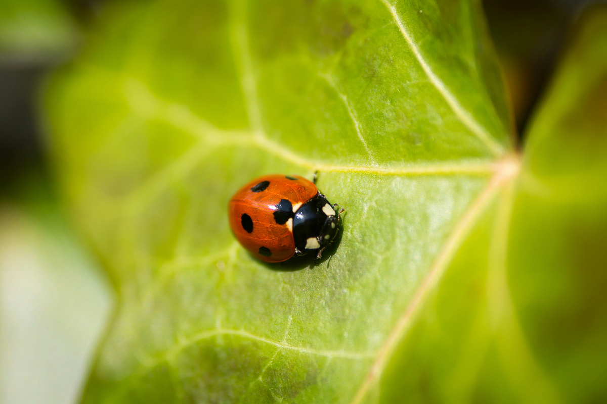 https://unsplash.com/s/photos/ladybug