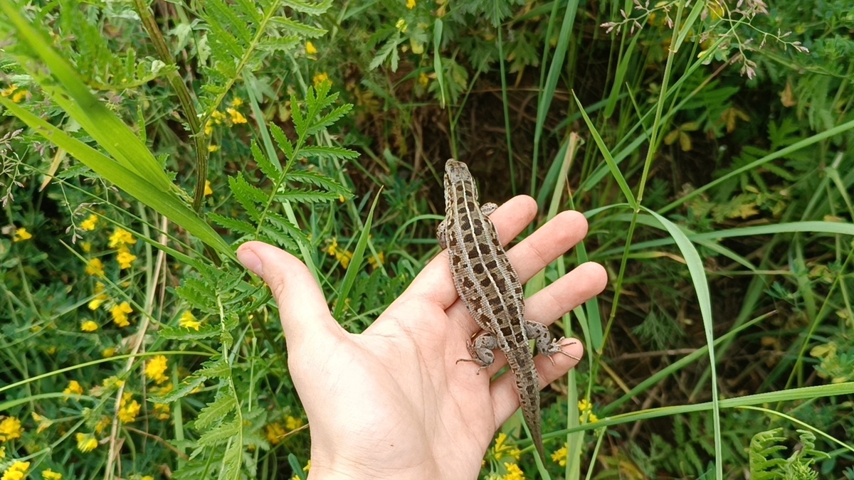 Прыткая ящерица, беременная самка