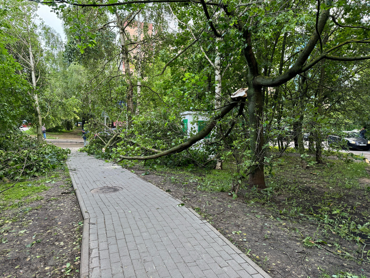 Вышла погулять после урагана в Москве