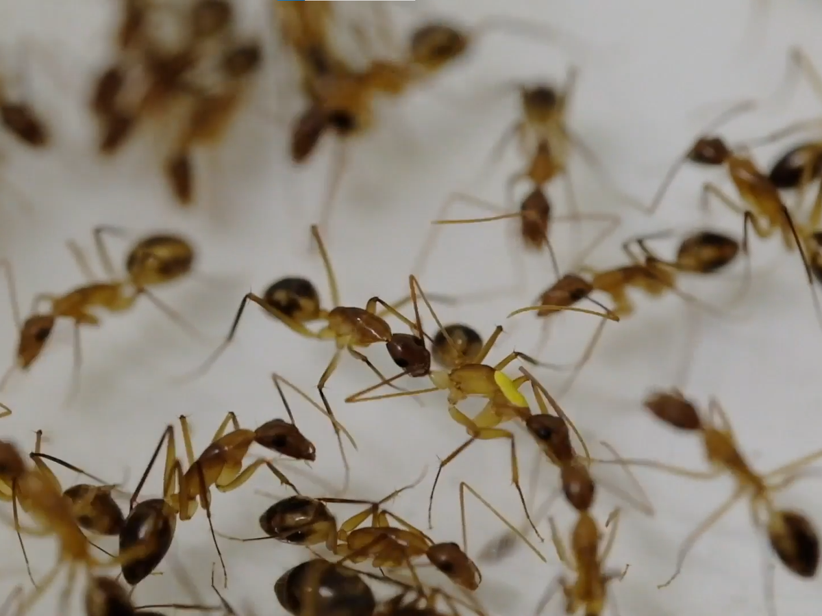    Муравей ампутирует ногу сородичу© Скриншот из видео, приложенного к статье в журнале Current Biology