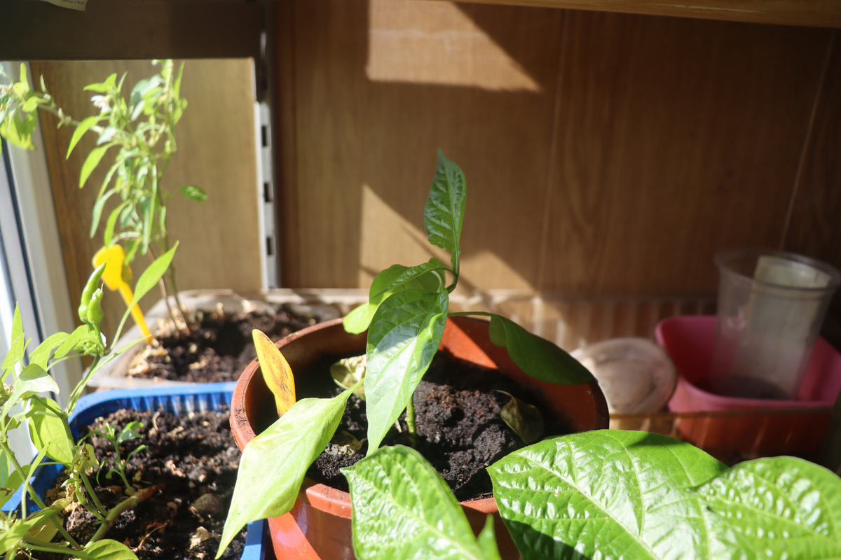 Cabaca Vermelho в горшке почти 3л