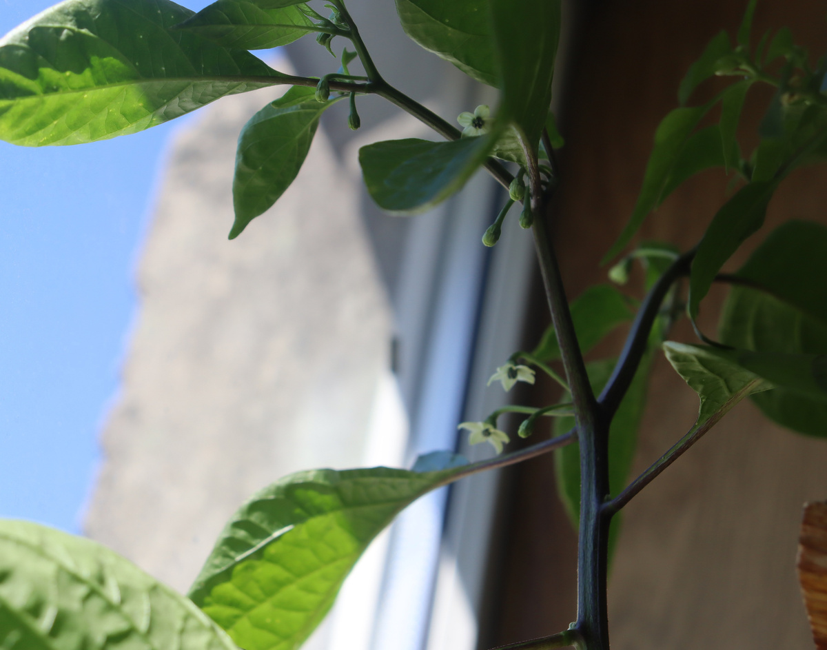 Cabaca Vermelho в цветах. Вроде хорошо, но мало.