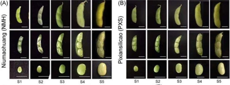    В селекции овощной сои взят курс на снижение твердости семян для глобального привлечения потребителей