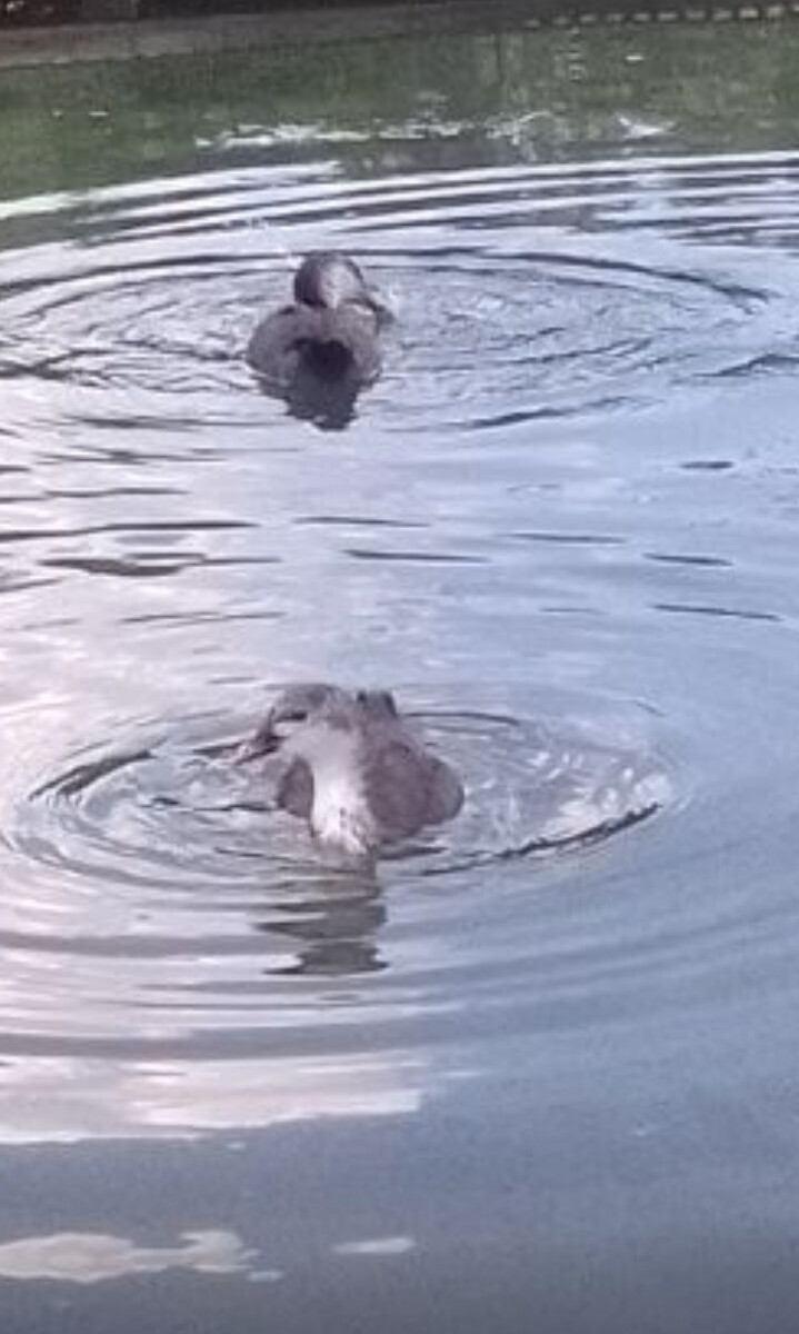 Наприближала, хоть рассмотреть