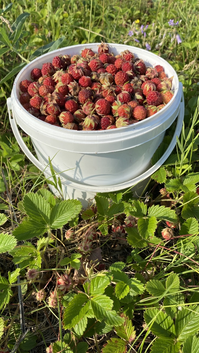 Как сварить варенье из лесной клубники 🍓 | Живу в Сибири 24 | Дзен