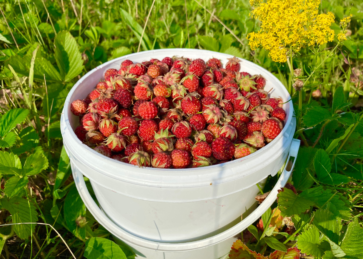 Как сварить варенье из лесной клубники 🍓 | Живу в Сибири 24 | Дзен