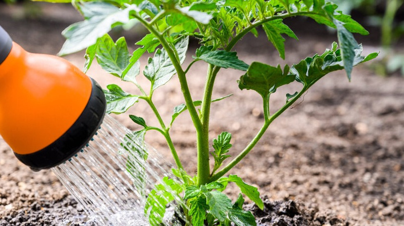 Правильный "полив томатов", ошибки ведущие к потере урожая. Как, когда и сколько воды – необходимо растениям