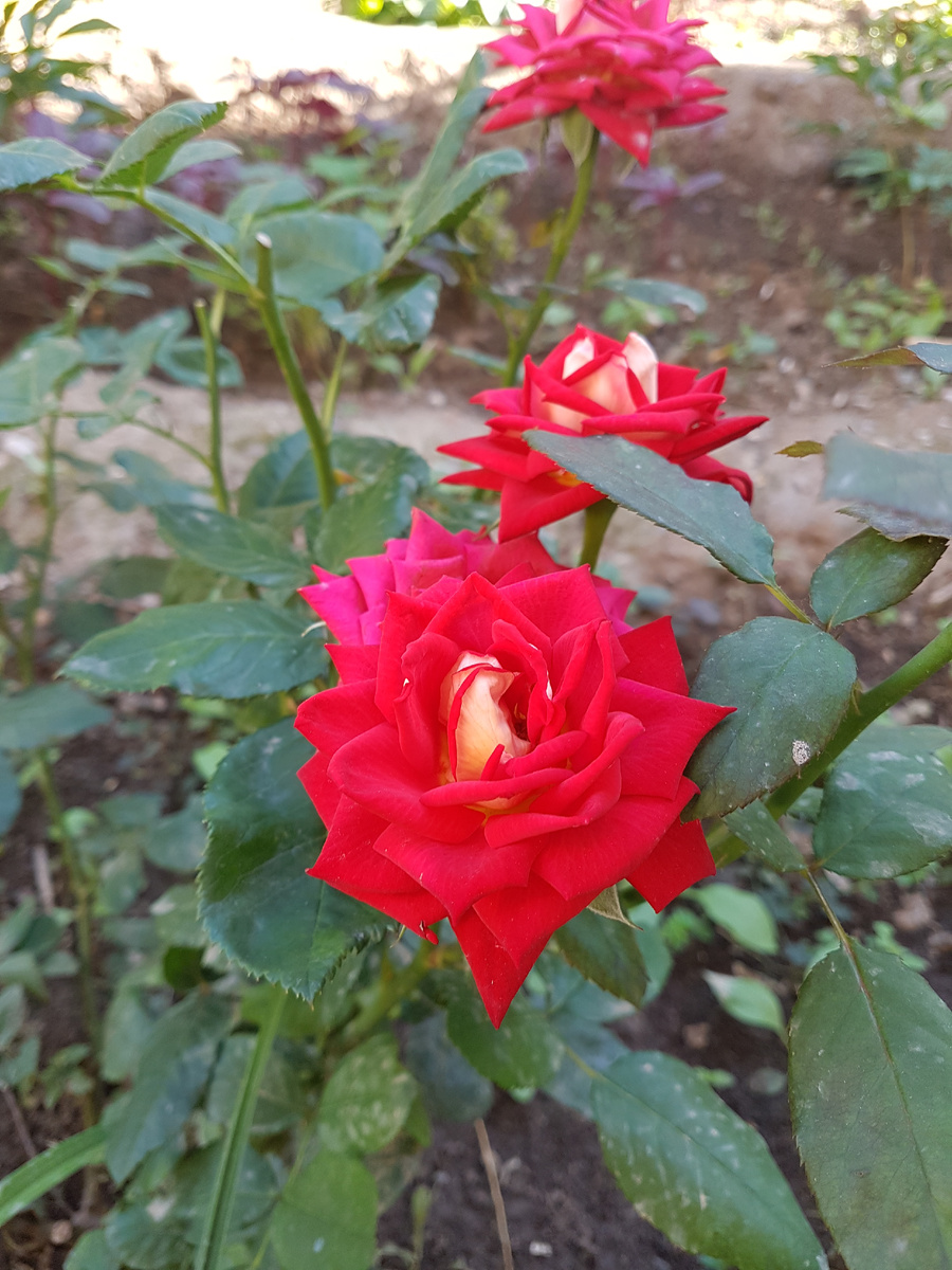 Роза Нью Фейшен (New Fashion (Nirpbredy))