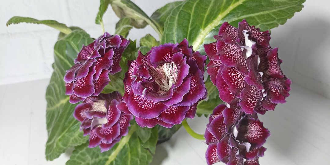 Следующие 10 глоксиний из семян: какие получились окраски и формы цветков