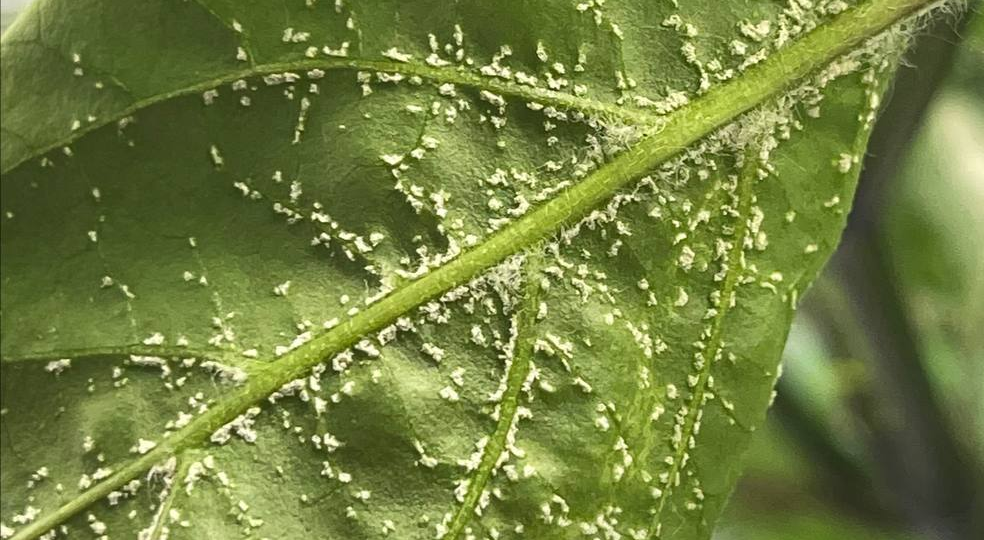 Как мы столкнулись с оэдемой на остром перце Carolina Reaper Chocolate. Что такое оэдема? Признаки/причины её появления