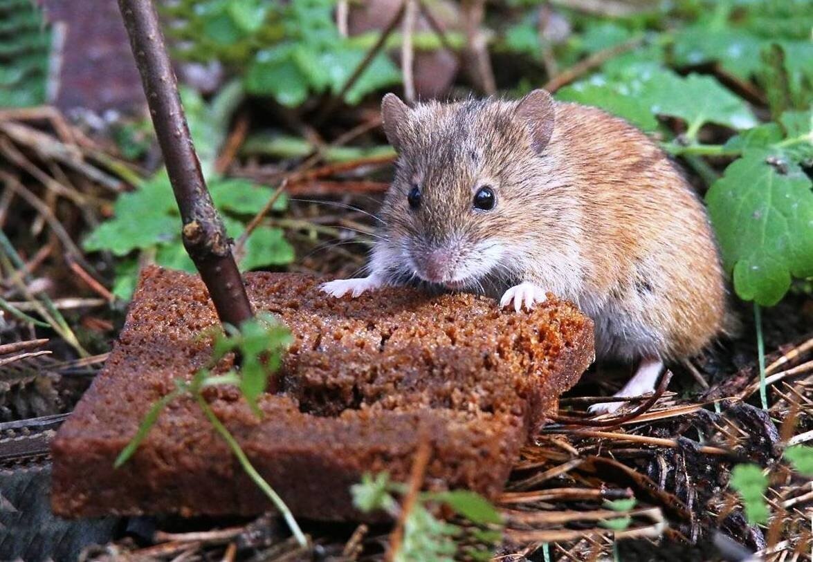 Владельцы загородных домов опасаются появления мышей. Этот факт становиться реальной и очень серьезной проблемой.