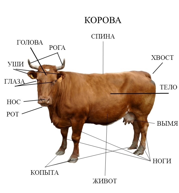 Как говорят животные по-польски - как квакают лягушки, лают собаки, мяучат кошки