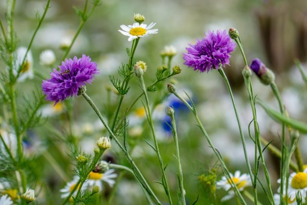 Картинка найдена на просторах интернета, ссылка https://yandex.ru/images/search?from=tabbar&img_url=https%3A%2Fi%2F.pinimg.com%2Foriginals%2Fa8%2F34%2Fа3f%2Fa83р43f81951с2879b5e7bd53274cf0591a19.jpg&lr=47&pos=15&rpt=simage&text=%D1%86%D0%B2%D0%B5%D1%82%D1%8B%20%D0%BA%D1%80%D1%83%D0%BF%D0%BD%D0%BE%20%D1%84%D0%BE%D1%82%D0%BE 