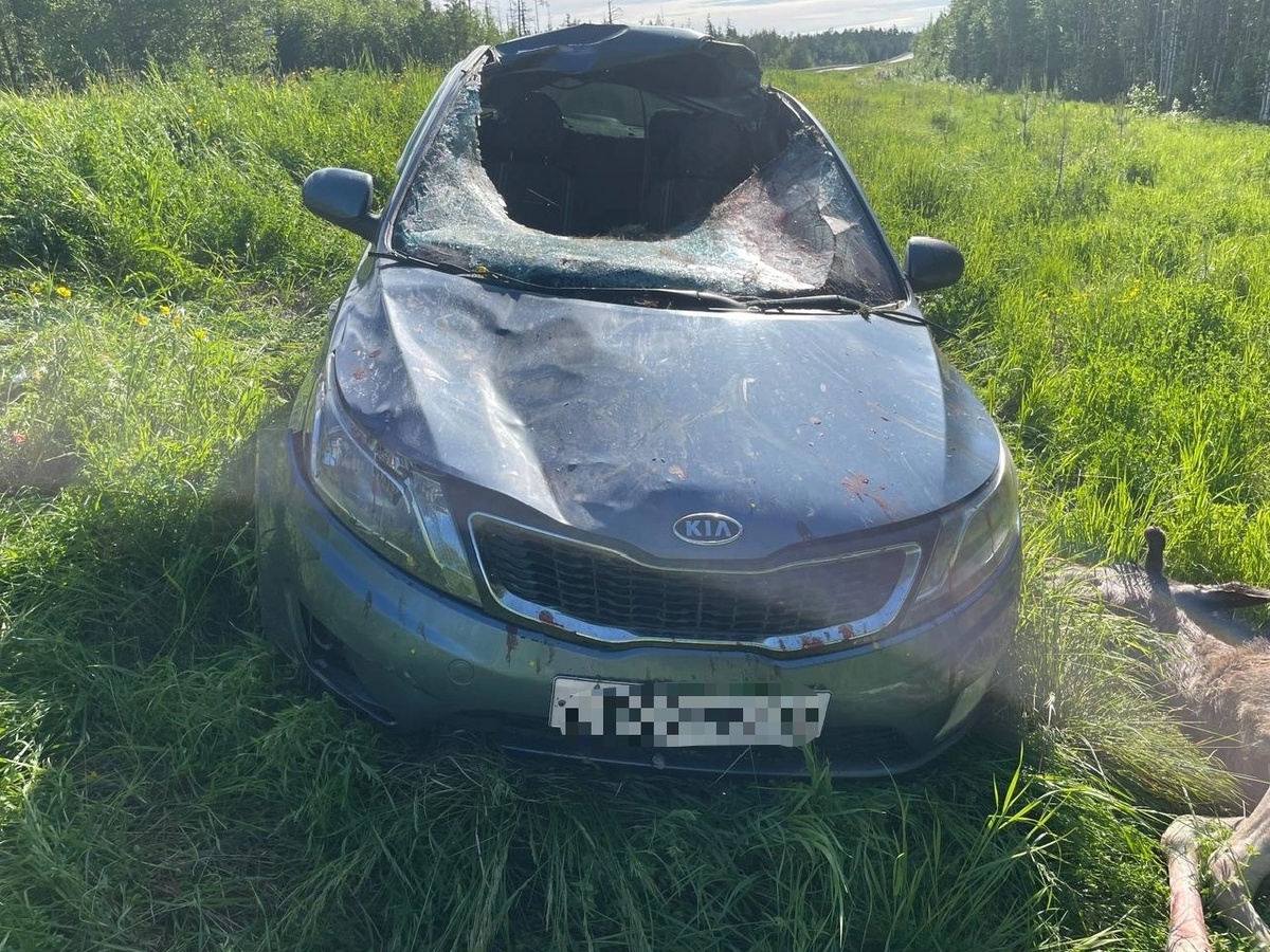    На автодороге «Югра» сбили лося