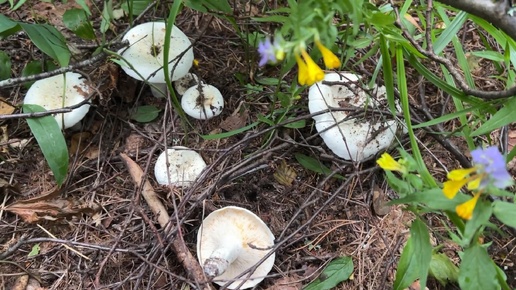 Какие грибы есть в лесу после недельного пекла? Только один вид грибов в изобилии, пришлось собирать хоть эти…03.07.2024 Смоленская обл