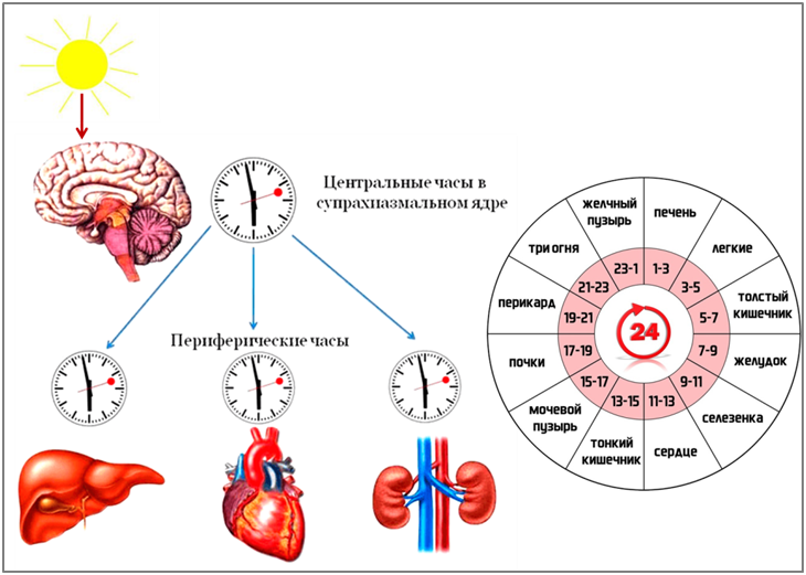 Рисунок 1 – Циркадная регуляция физиологических процессов в организме