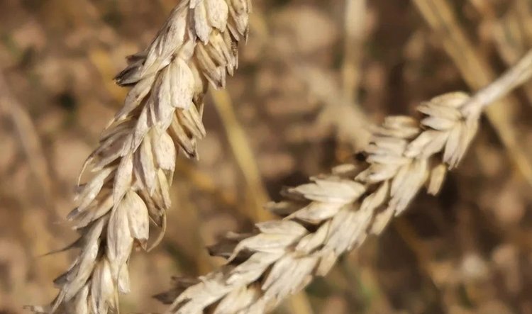    Во Франции к 2100 году ожидается удвоение площадей под властью засухи