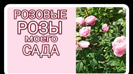 Розовые РОЗЫ моего сада