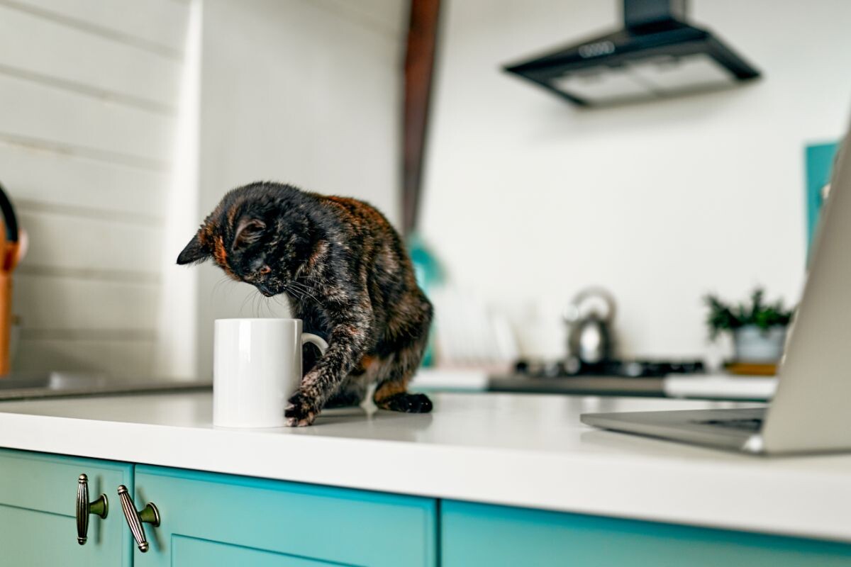 Котёнок с кружкой на столе 