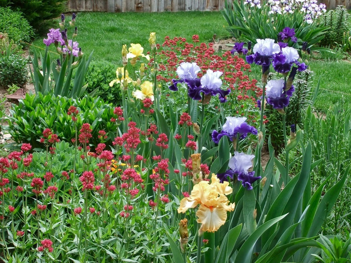 Фото с сайта ogorodexpert.ru (0+) 