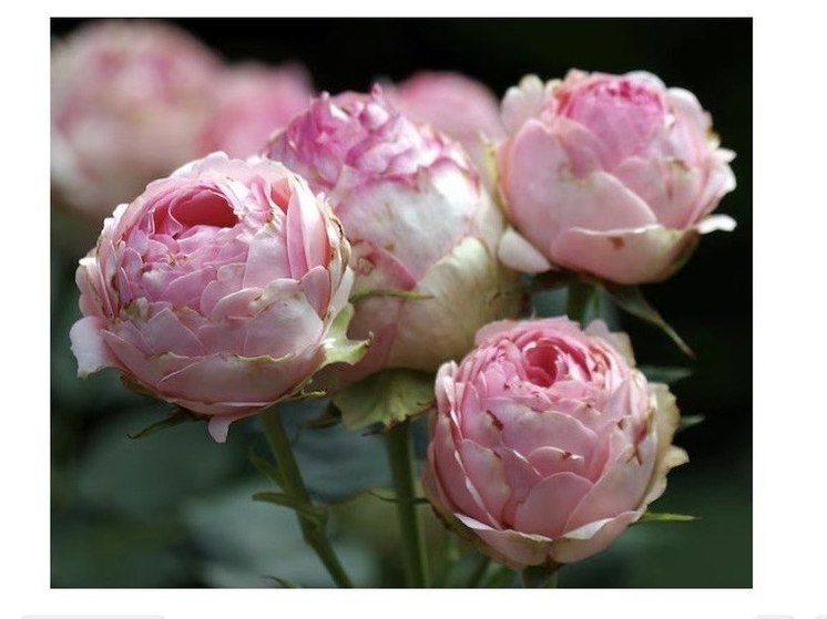     ФОТО С САЙТА freepik.com