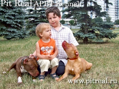 Питбуль Пит Реал питбультерьер дети