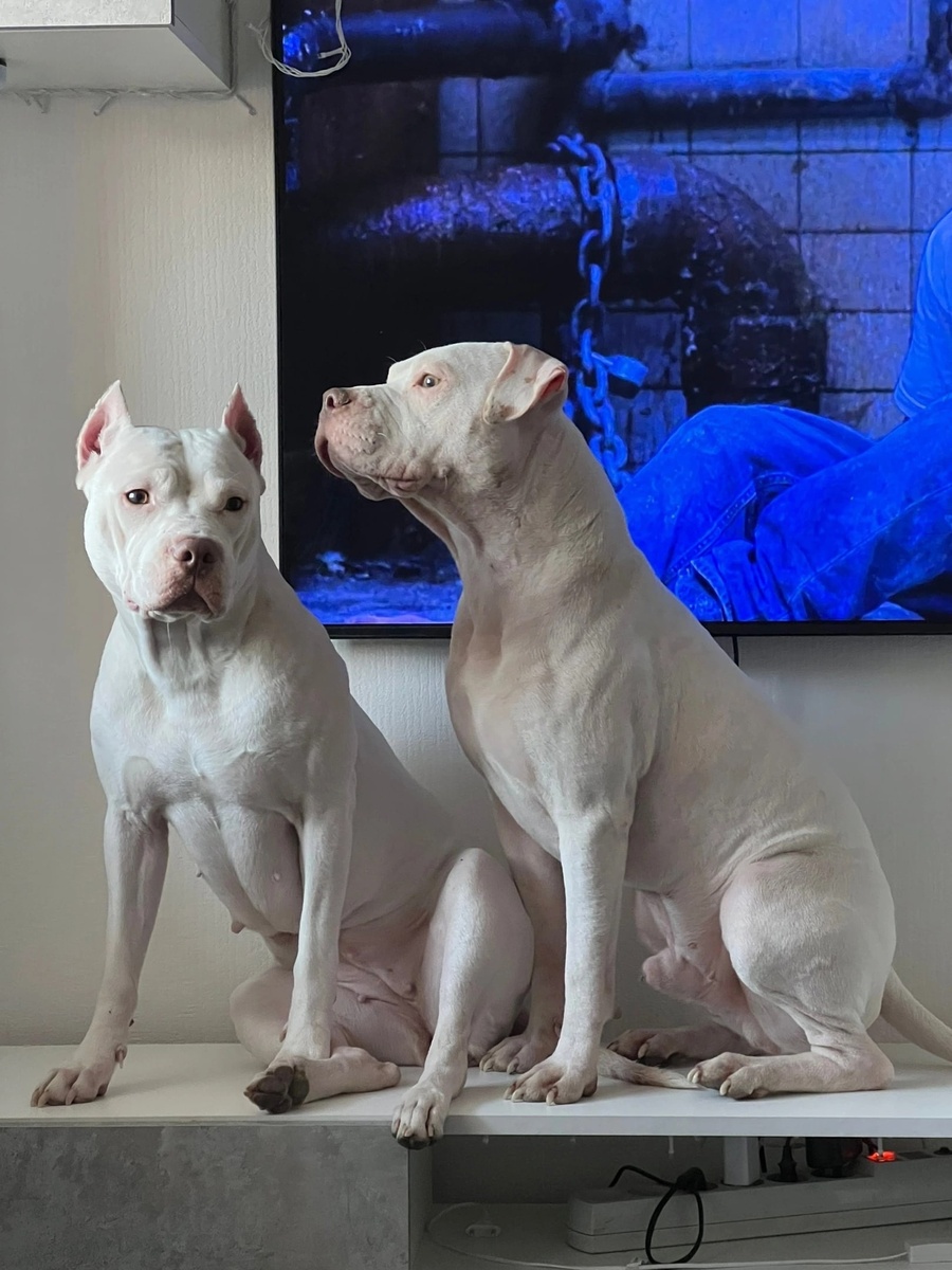 белый питбуль редноуз редкий окрас питреал