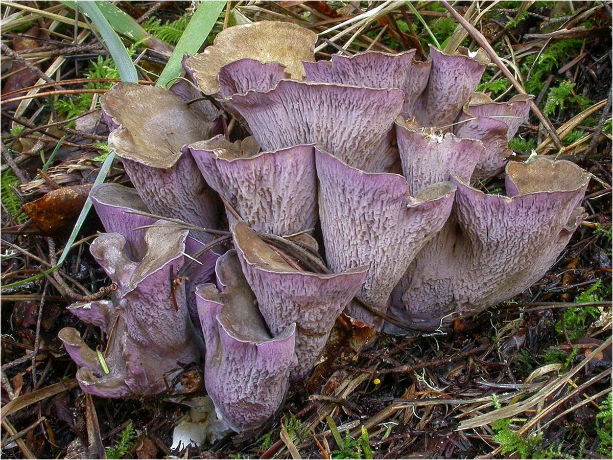Гомфус булавовидный (Gomphus clavatus)