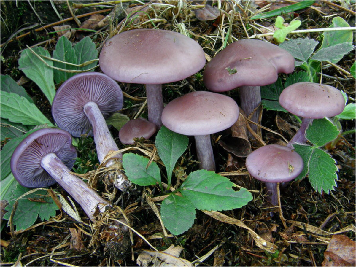 Рядовка сорная (Lepista sordida).