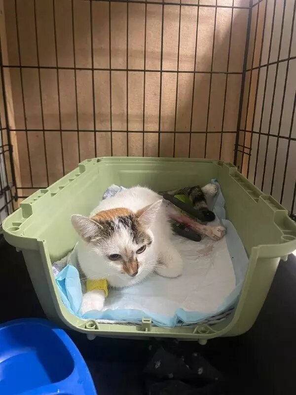     Автор: Потеряшки | Помощь животным Тюмени Источник: ВКонтакте