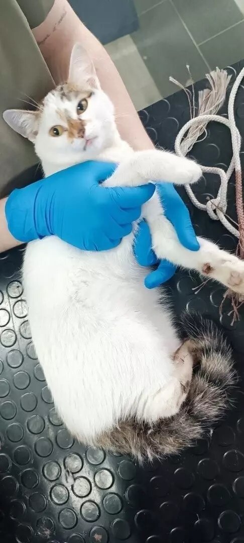     Автор: Потеряшки | Помощь животным Тюмени Источник: ВКонтакте