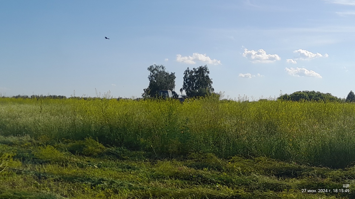 высота какая травы