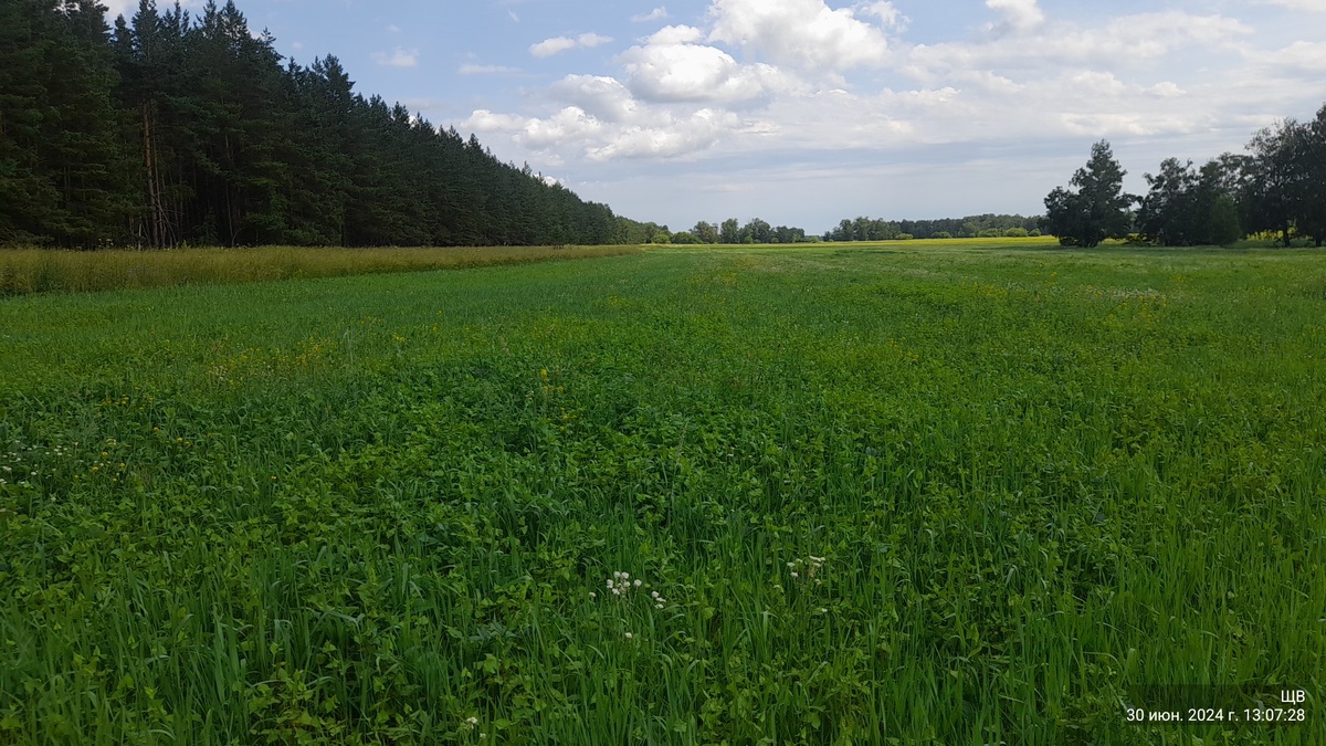 и пшеницы не видать в траве